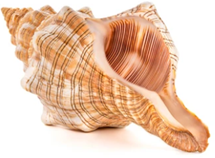 ZEBRA HORSE CONCH SHELL Online Sale